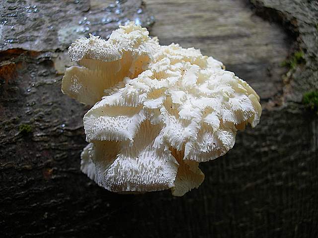 Funghi Alsaziani